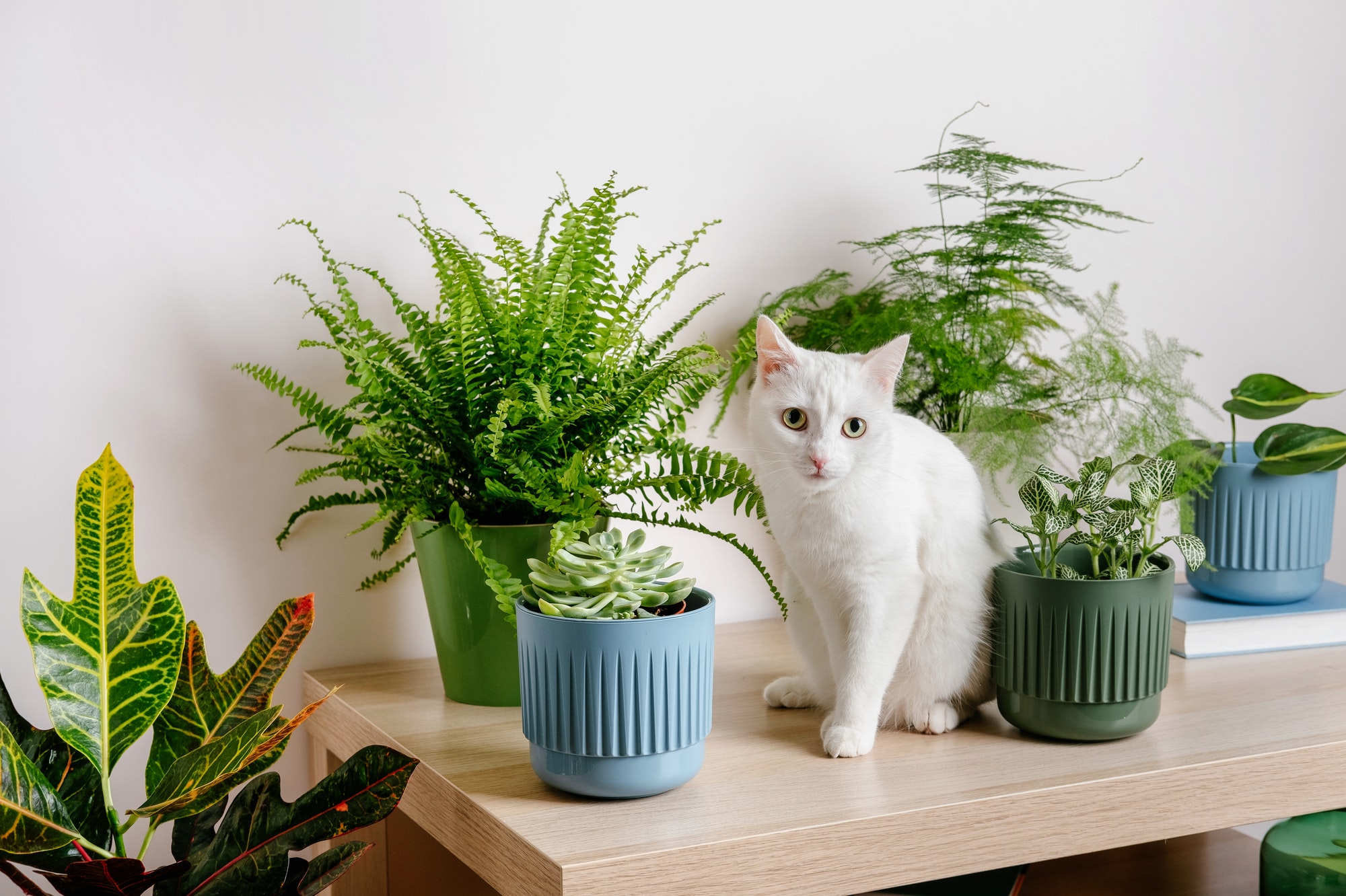 cute white cat sitting on table near indoors houseplants