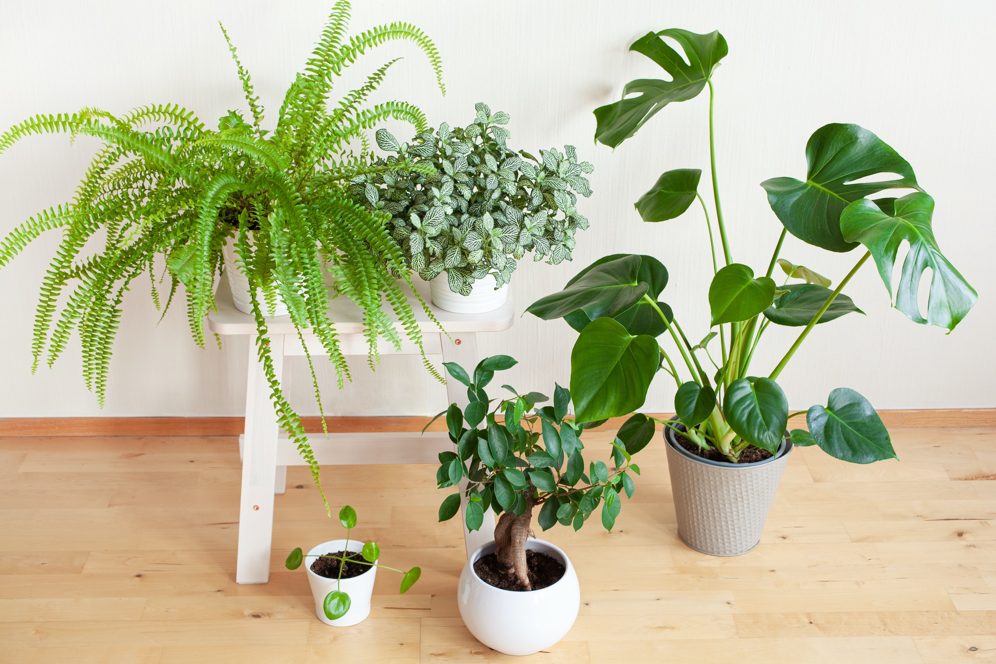 houseplants fittonia monstera nephrolepis and ficus microcarpa ginseng in white flowerpots 1